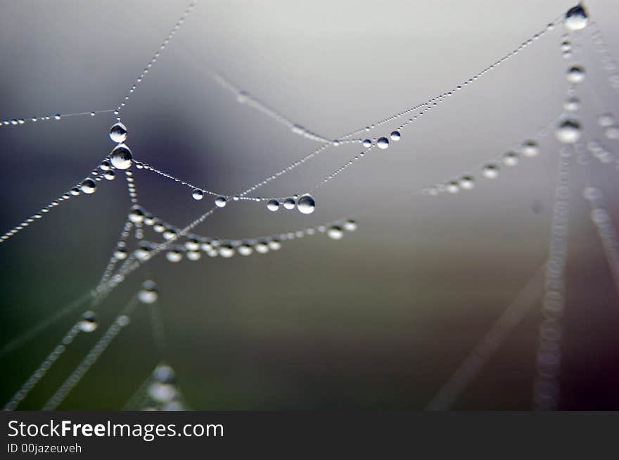 Spider web with dew drops. Spider web with dew drops