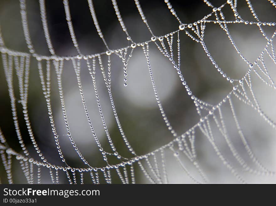 Spider web with dew drops. Spider web with dew drops