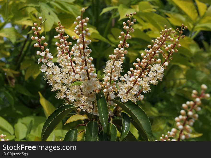 Flowers in Versailles