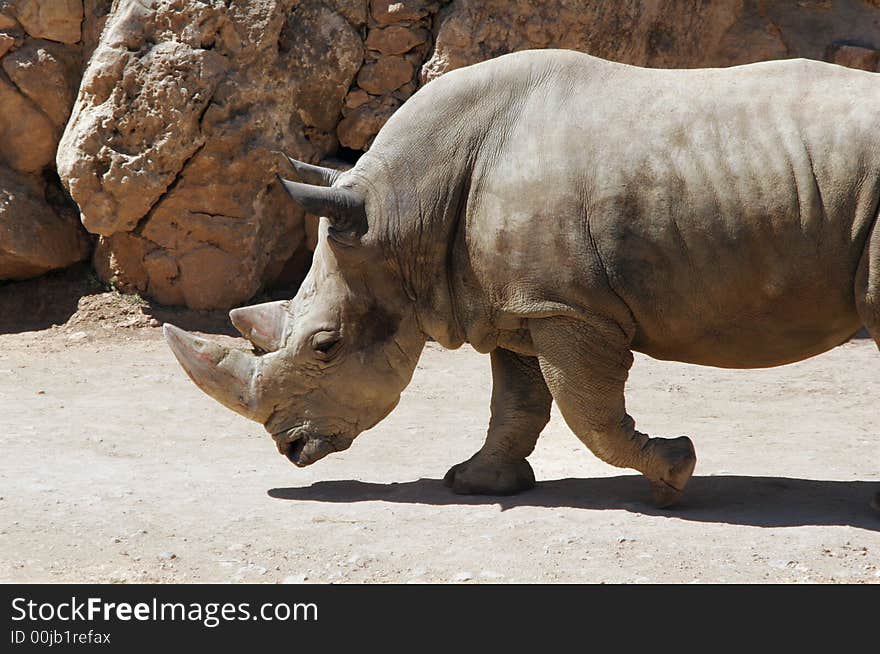 Rhinoceros it is rapid going to the watering. Rhinoceros it is rapid going to the watering