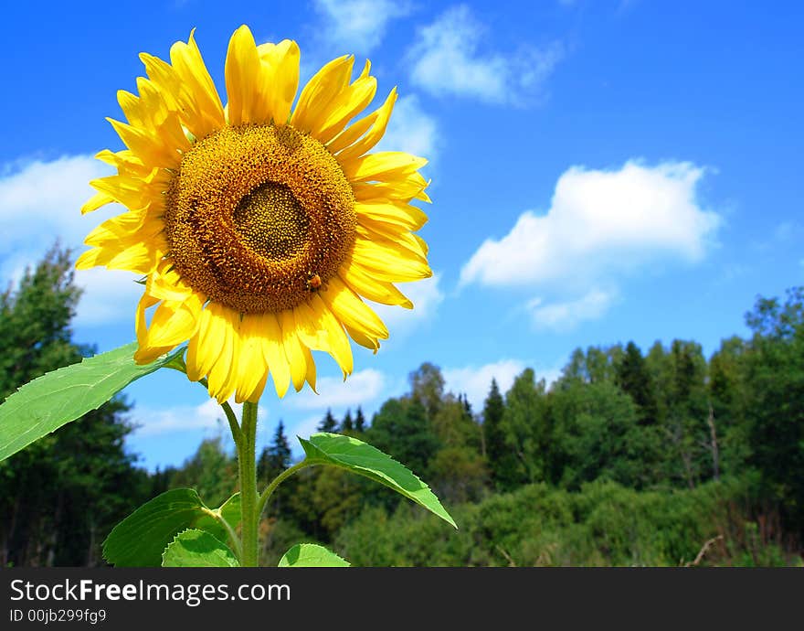 Beatiful high sunflower on the sky and forest background