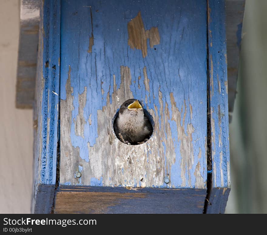 A baby swallow opens its beak in anticipation of the food its parent is bringing. A baby swallow opens its beak in anticipation of the food its parent is bringing.