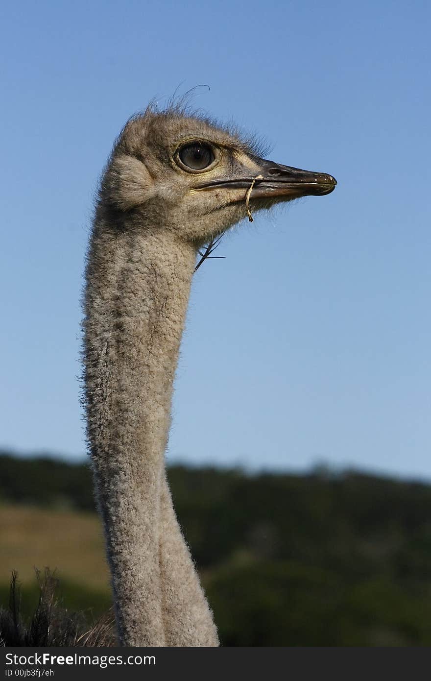 Ostrich with some grass in her beak. Ostrich with some grass in her beak