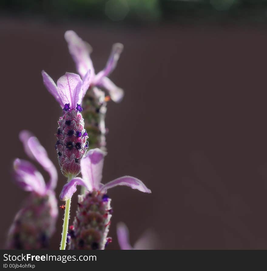 Purple flower petal background, tufted vetch (Vicia cracca).