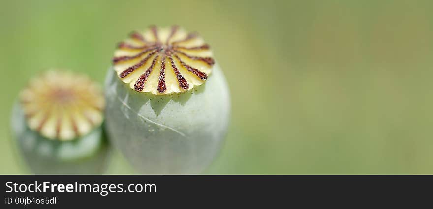 Green bud background for use as nature style web banner.