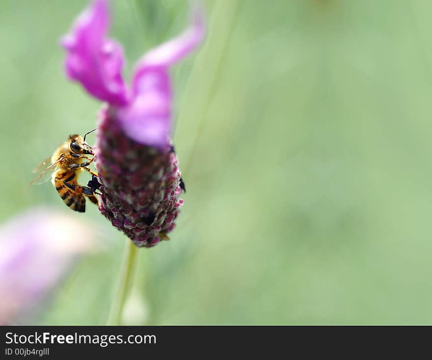 Honey Bee, on tufted vetch (Vicia cracca) with large space for text copy.