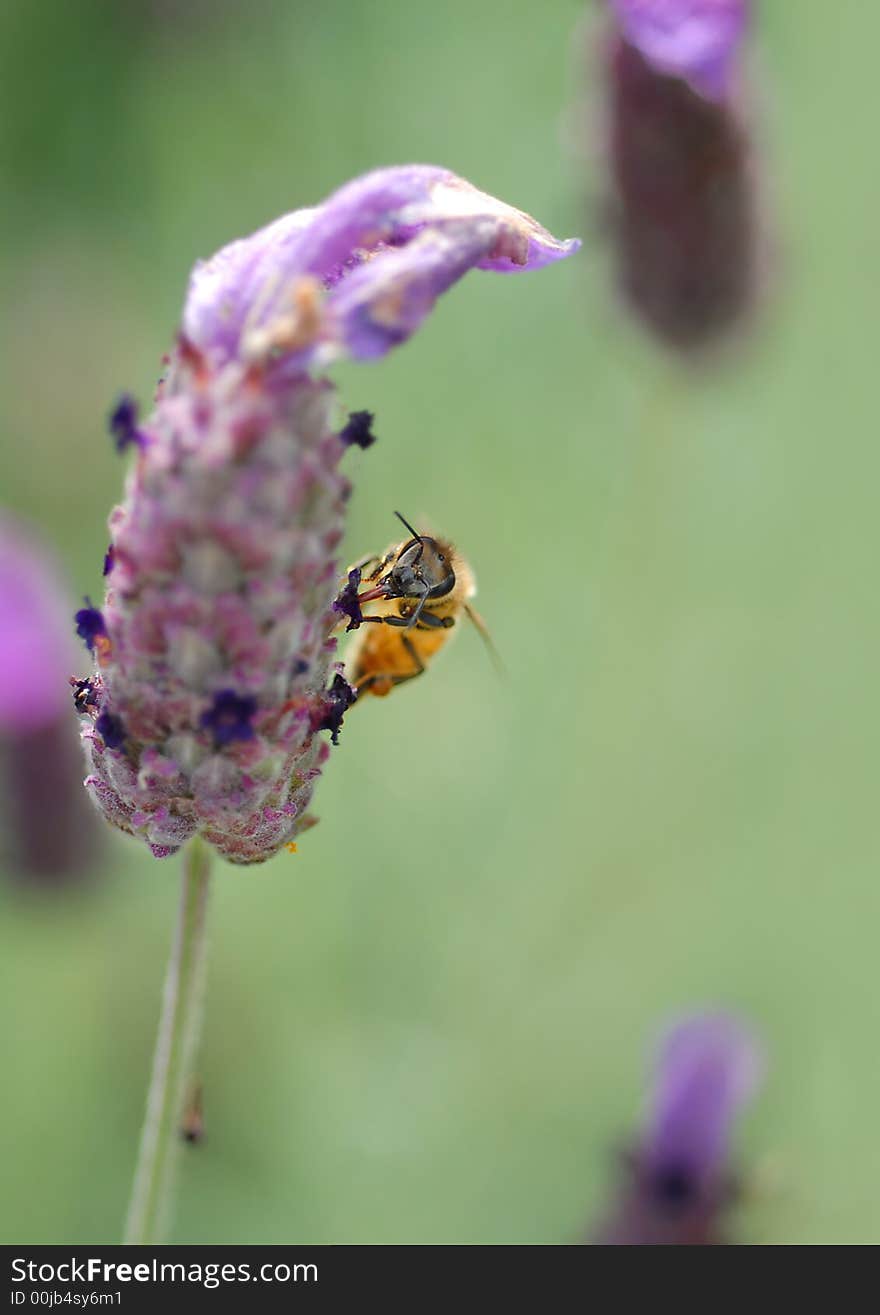 Honey Bee, on tufted vetch (Vicia cracca) with large space for text copy.