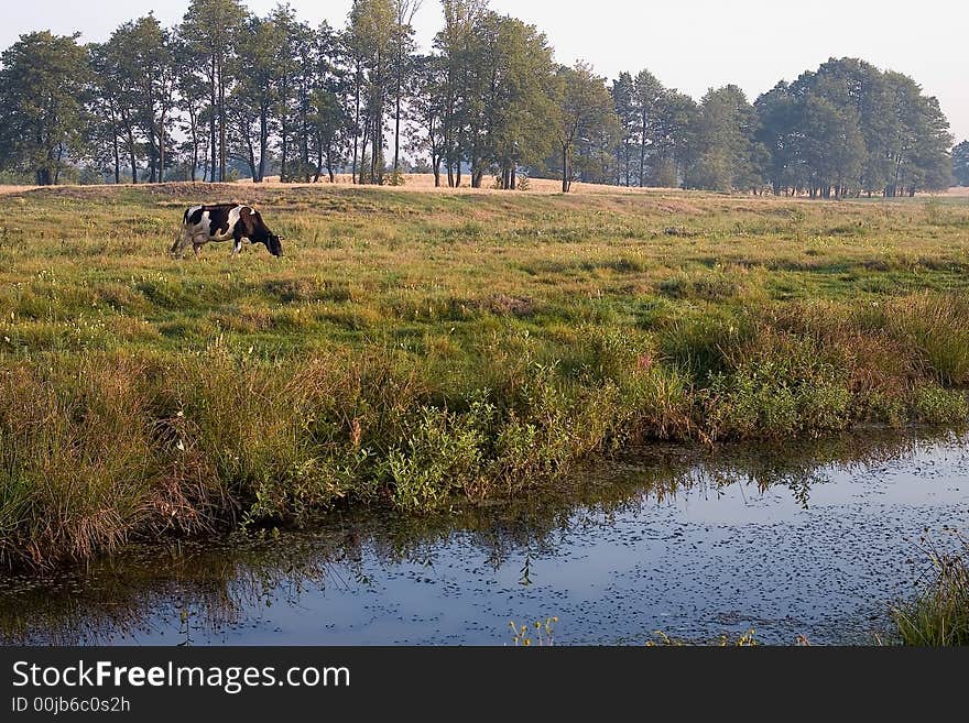 Cow eating eatage in the country.