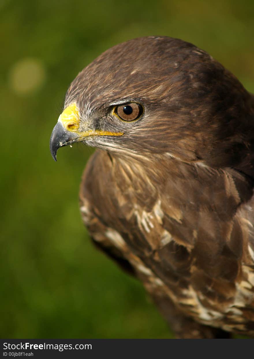 Portrait of a buzzard bird of prey. Portrait of a buzzard bird of prey.