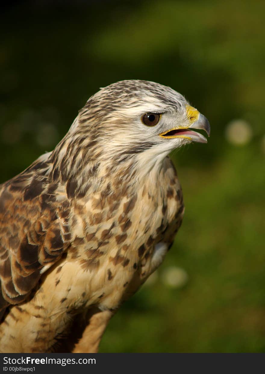 Portrait of a buzzard bird of prey. Portrait of a buzzard bird of prey.