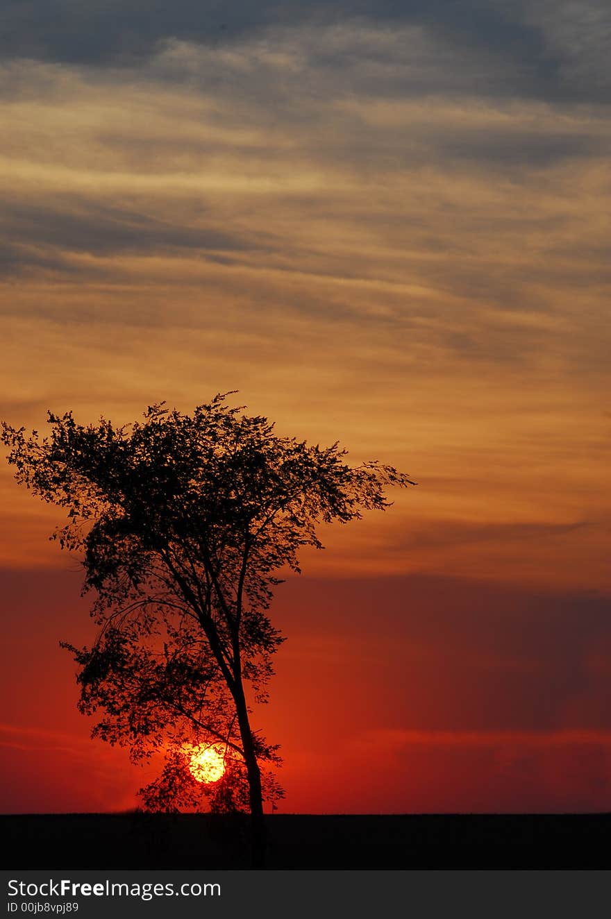 Sunset with tree in foregound on a farm. Sunset with tree in foregound on a farm