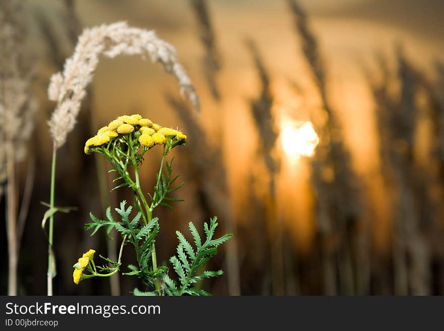 Tansy plant and reed grass at sunset. Tansy plant and reed grass at sunset.