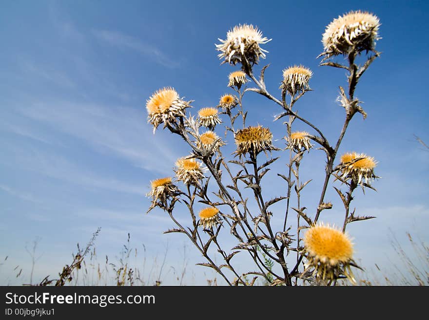 Carlina biebersteinii plant at field at nature.