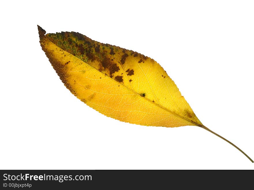 A decayed yellow leaf on white background.