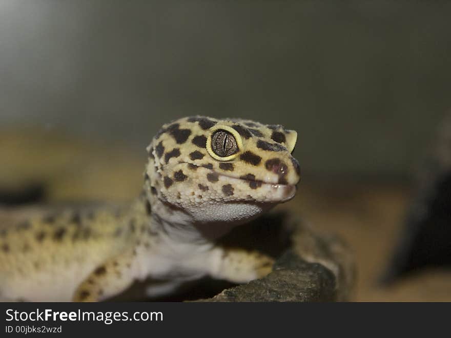 Leopard Gecko