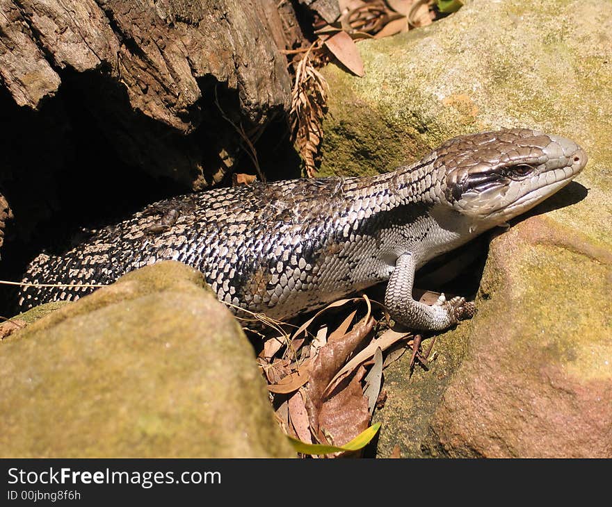 Hunting lizard - New south Wales Sydney