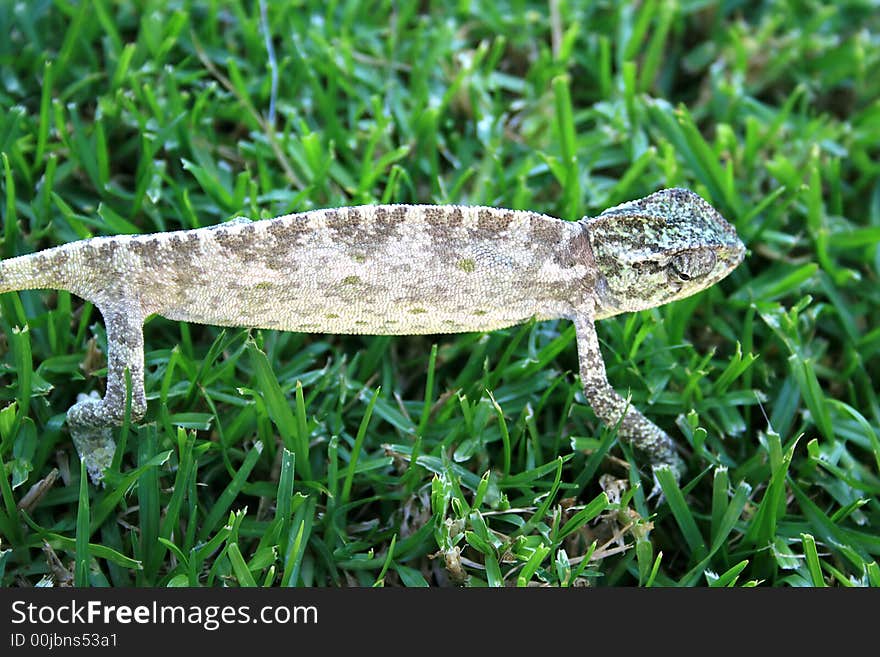 Lazy chameleon on the grass in Cyprus.