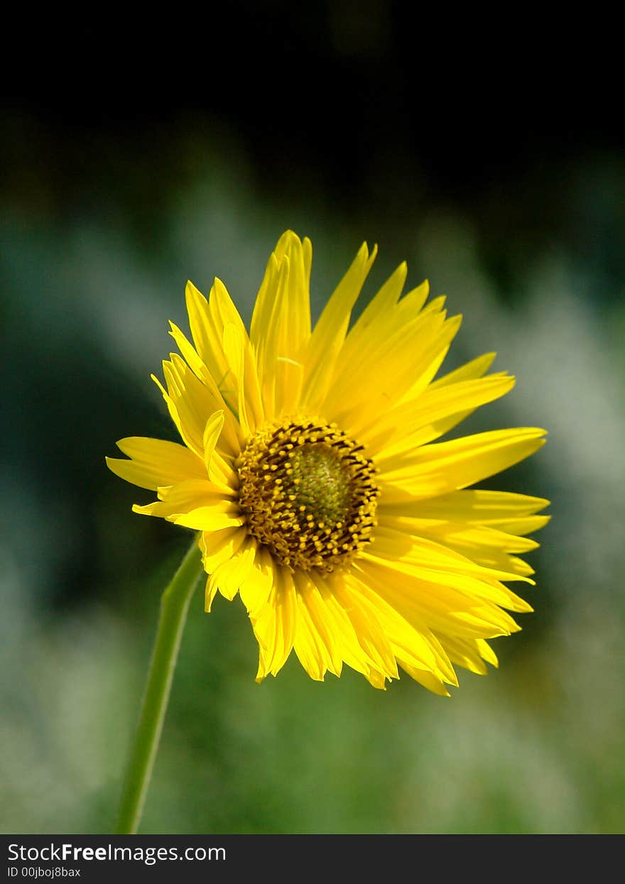 Yellow Corn Flower