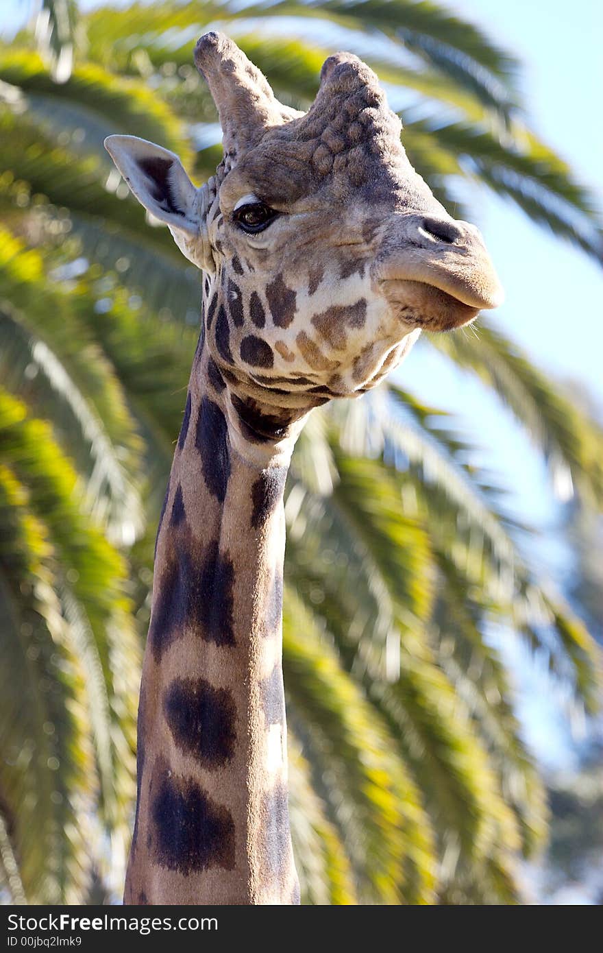 Giraffe Close-up