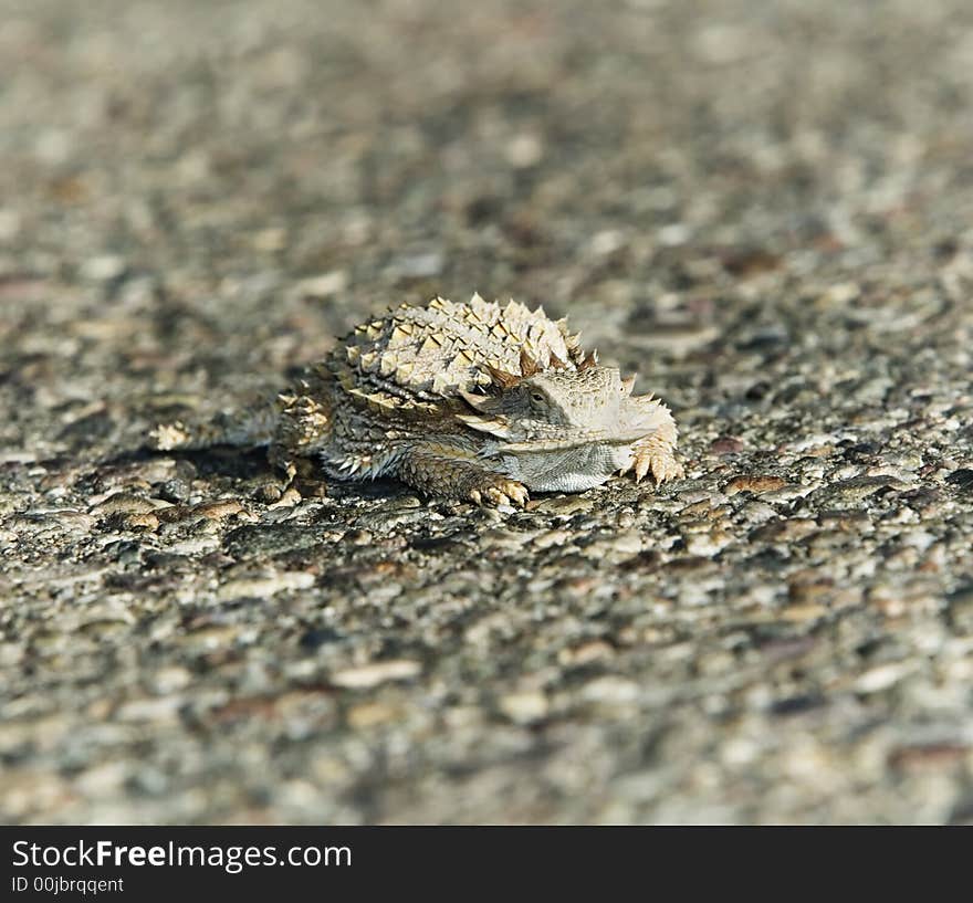 Horned Lizard