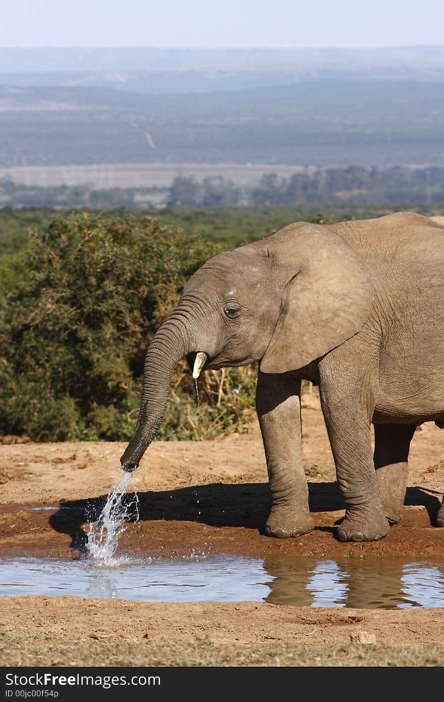 Young elephant playing at a waterhole. Young elephant playing at a waterhole