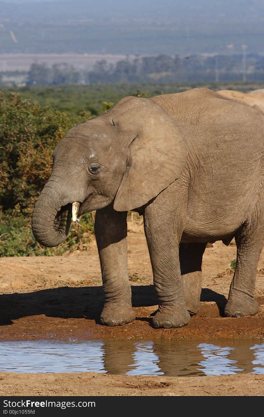 Young elephant drinking and playing. Young elephant drinking and playing