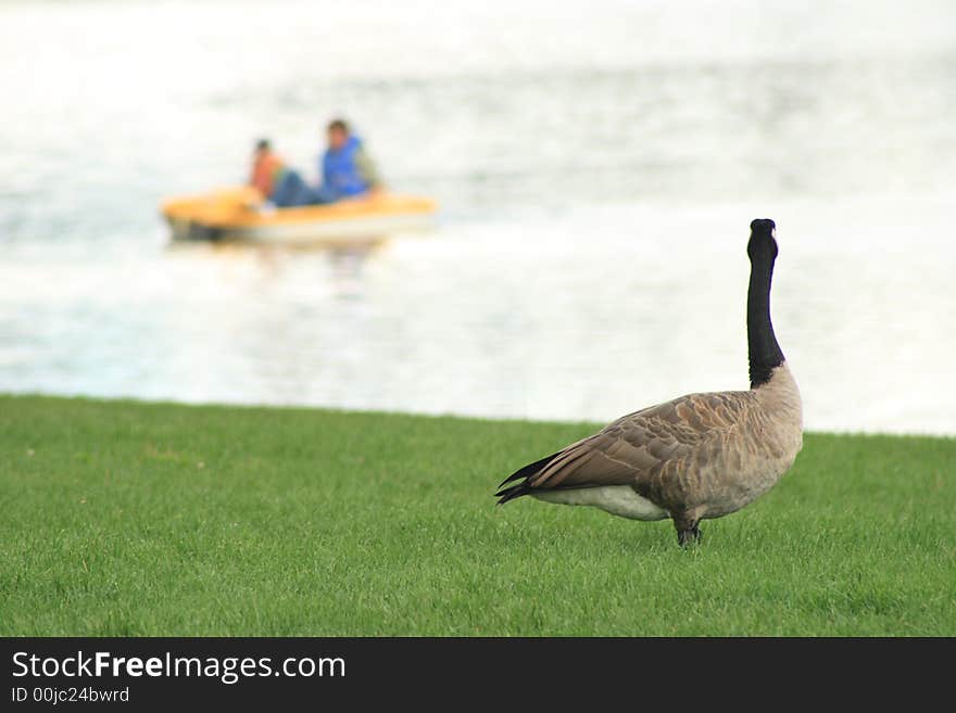 A Canada Goose watching people enjoying the water from the shore. A Canada Goose watching people enjoying the water from the shore.