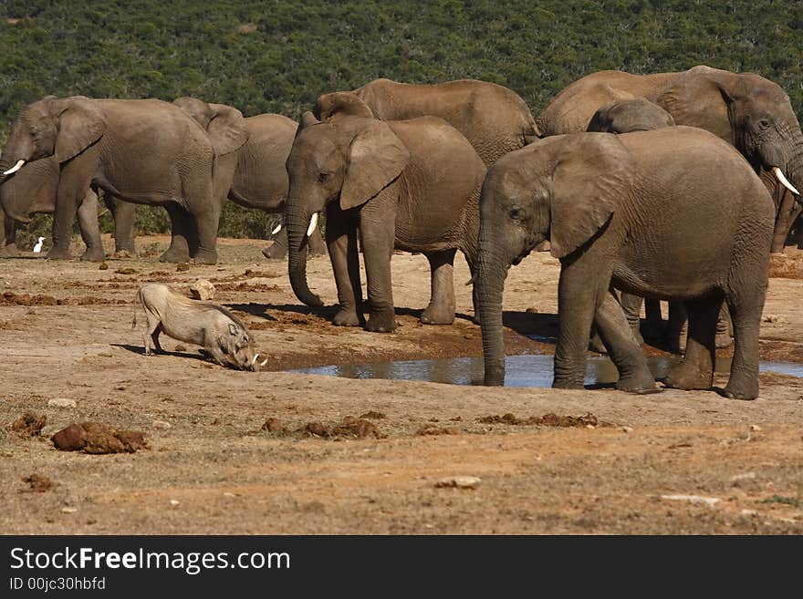 Elephants watching a warthog drink at a waterhole. Elephants watching a warthog drink at a waterhole