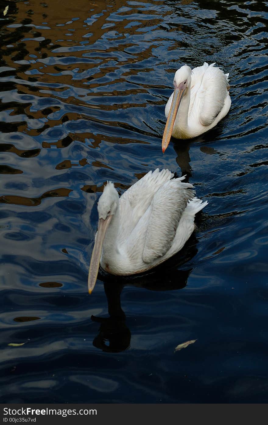 Pelicans swimmnig in the river in the Moscow zoo park