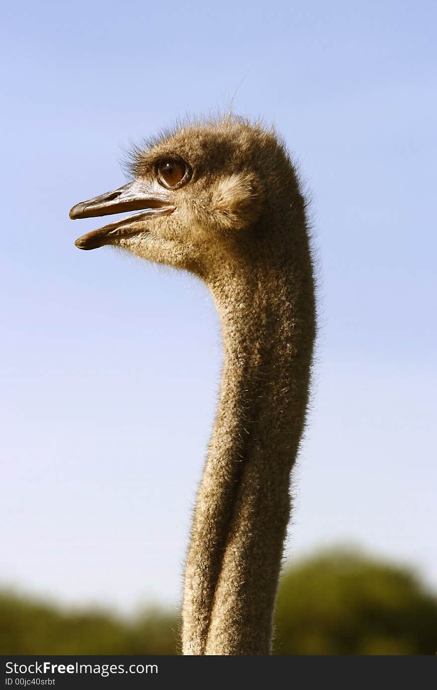 Ostrich With Sun In Her Eyes