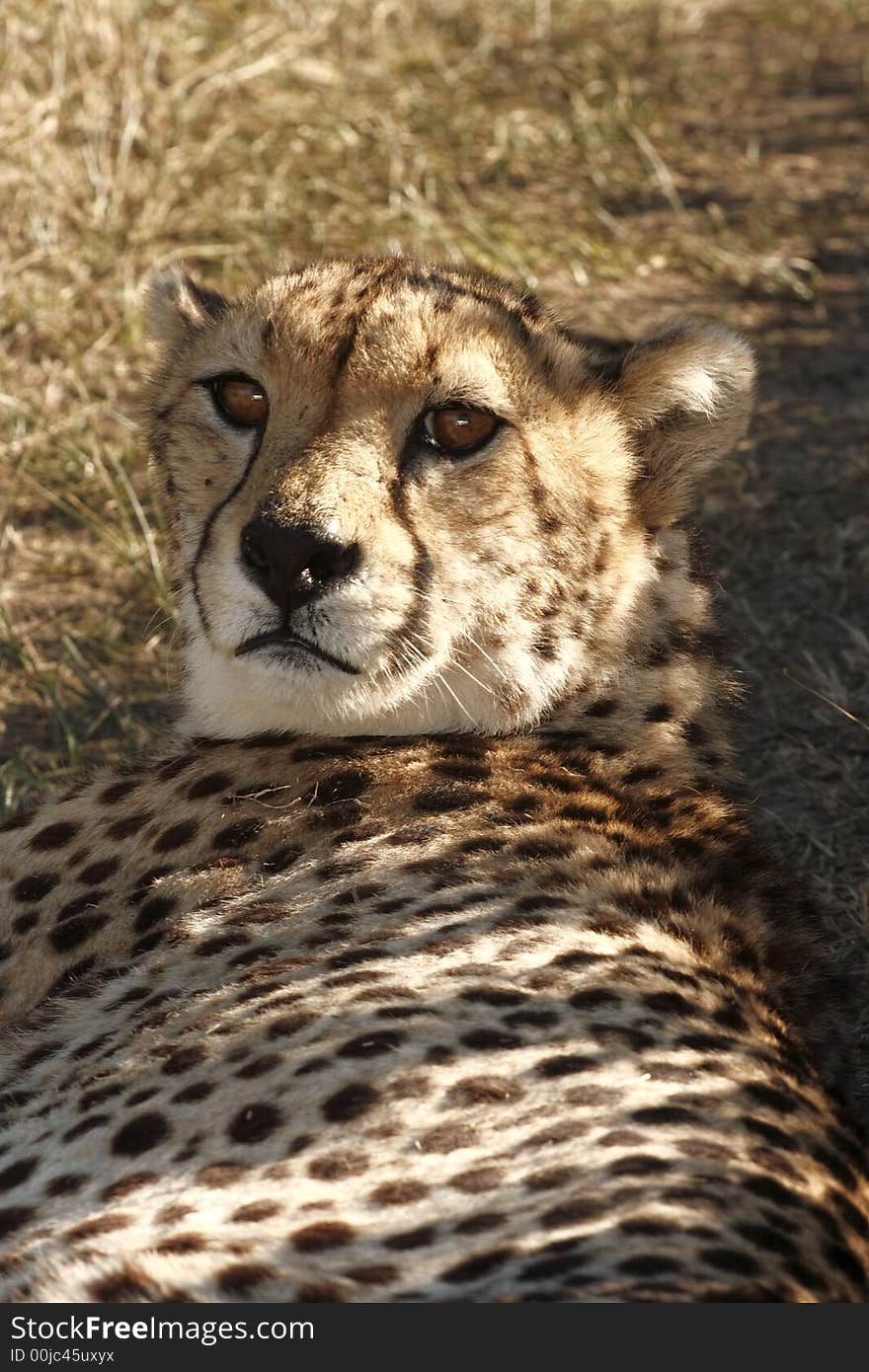 Cheetah lying in the shade