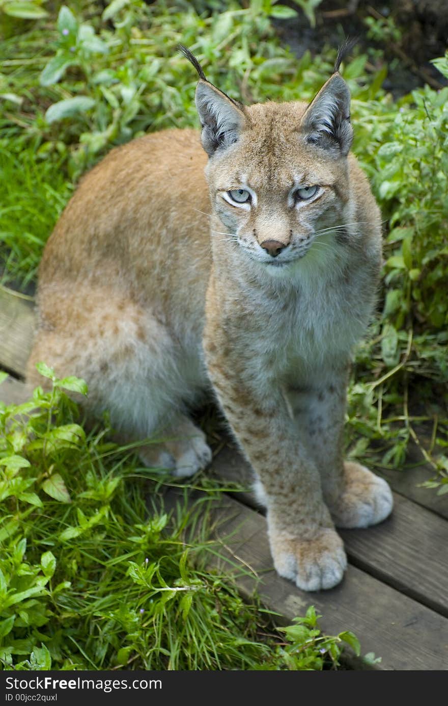 Closeup of Norwegian mountain lion from above