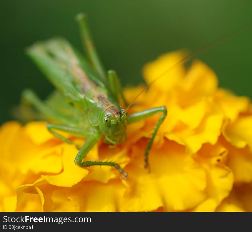 Grasshopper (locust) on a yellow flower