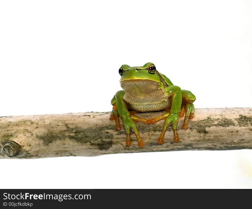 Green frog - tree toad isolated on the white background. Green frog - tree toad isolated on the white background