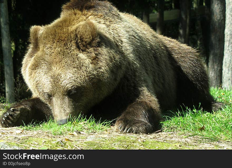 European Brown Bear