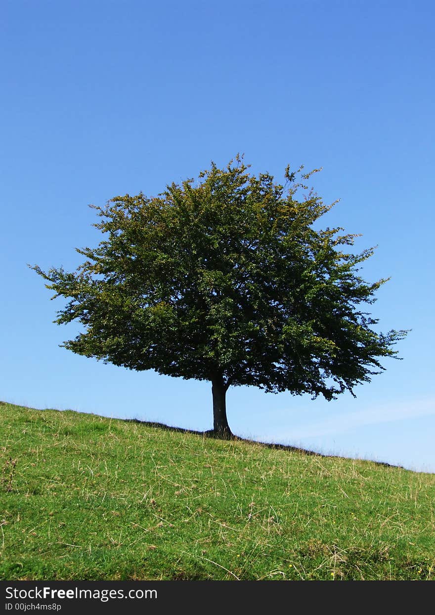 Tree on side of hill (Burrow Mump, Somerset, UK). Tree on side of hill (Burrow Mump, Somerset, UK)