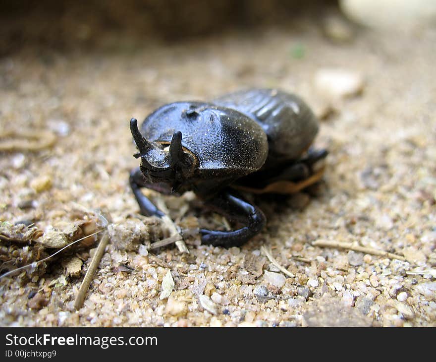 Triceratops Beetle