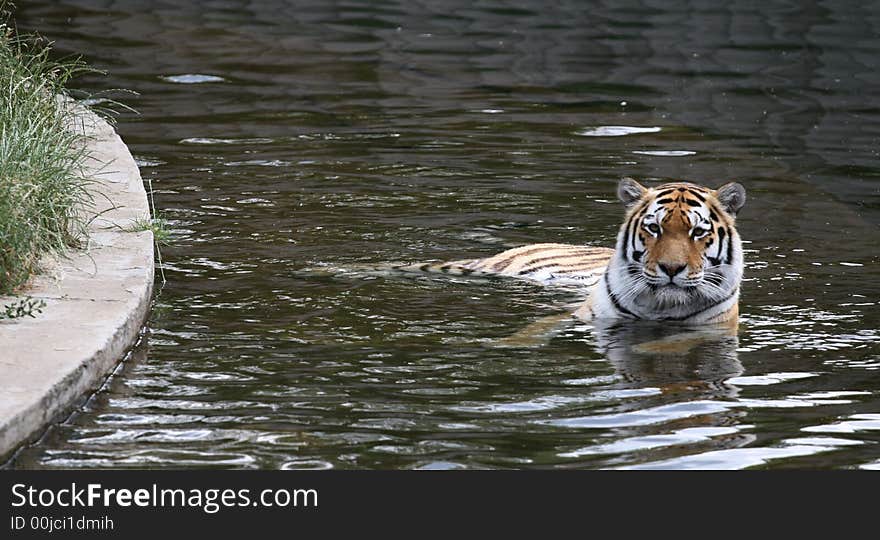 Panthera tigris altaica in a water. Panthera tigris altaica in a water