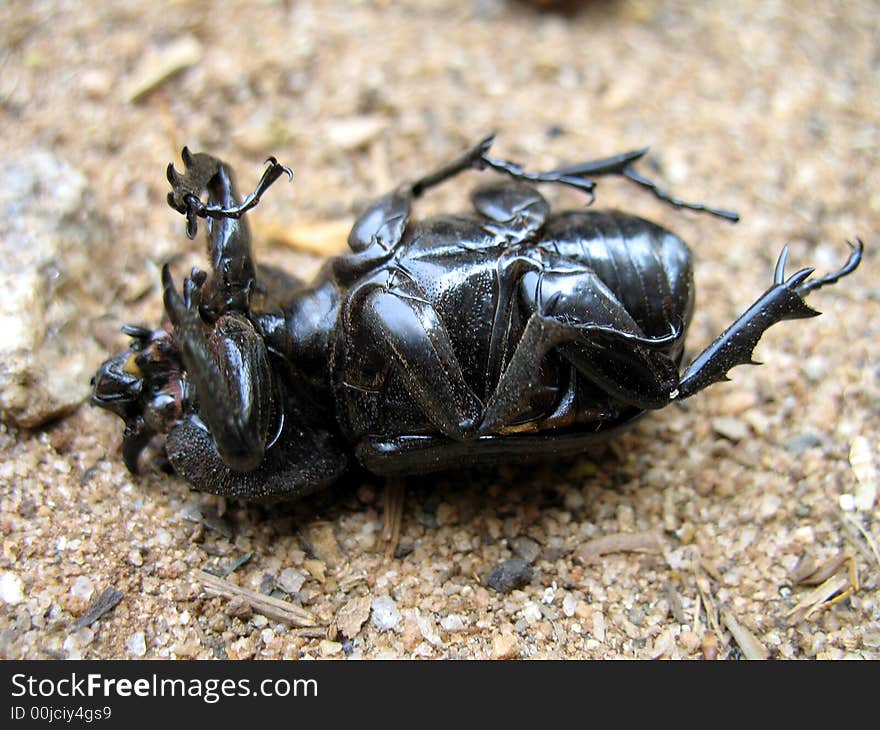 Overturned Beetle