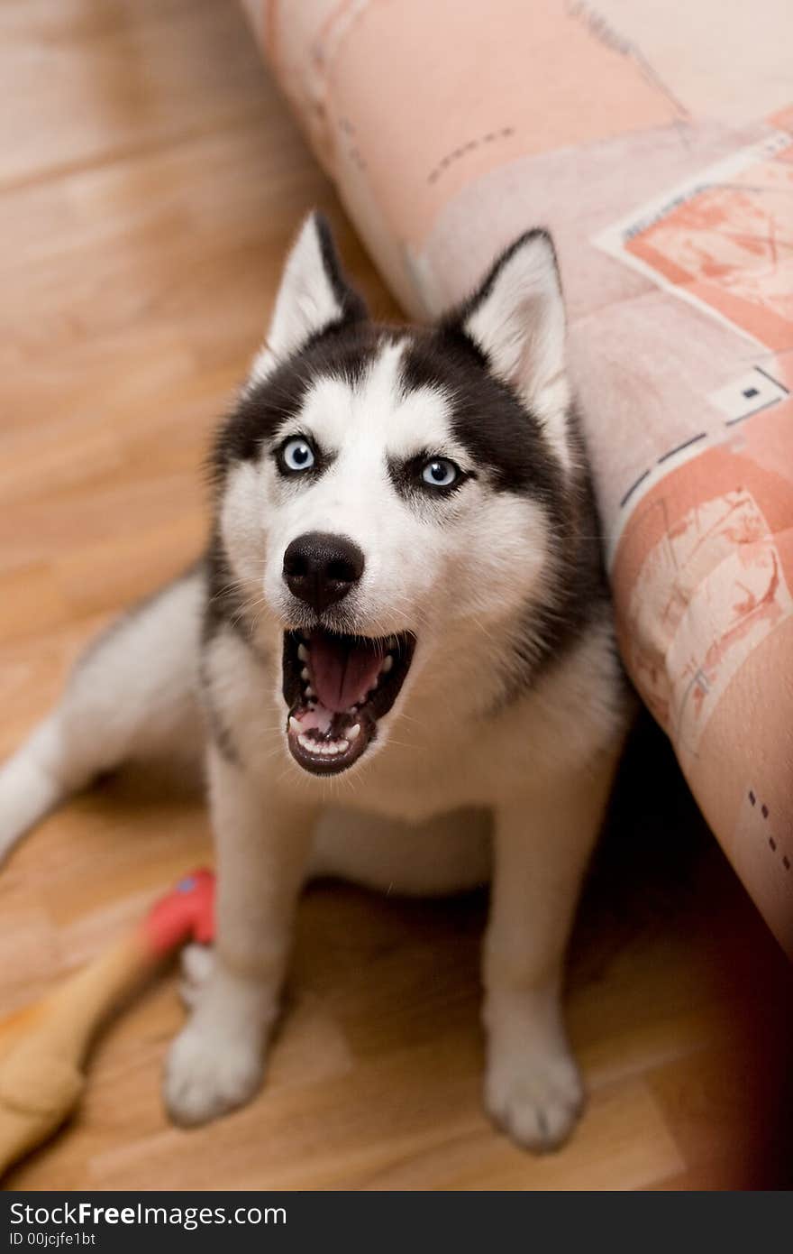 Husky dog with blue eyes baying sitting near her toy. Husky dog with blue eyes baying sitting near her toy