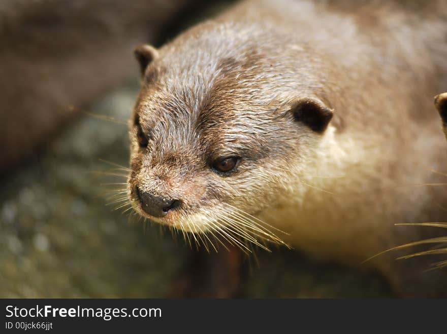 Cute Otter