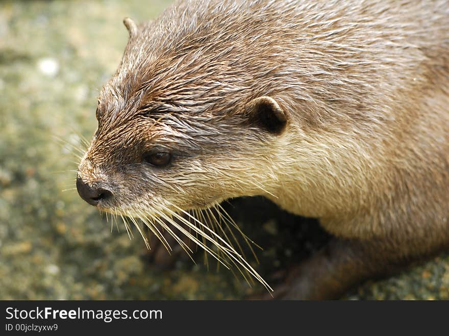 Furry Otter