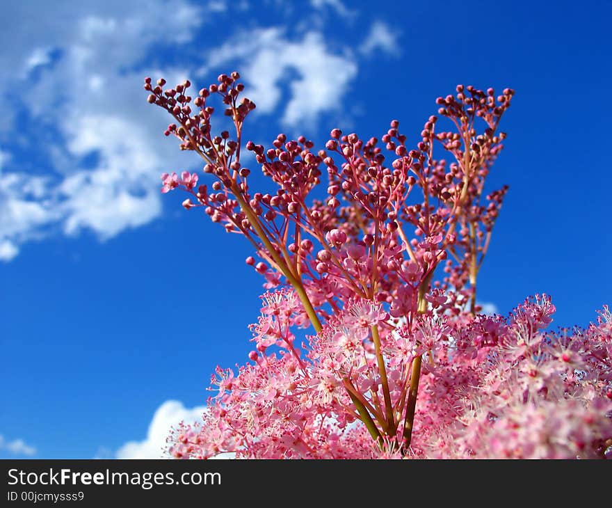 Red flower on a background of the blue sky and a cloud. Red flower on a background of the blue sky and a cloud