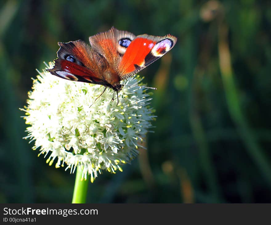 Butterfly on the flower