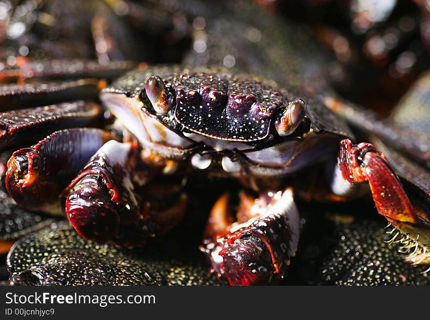 Cooked crab. Seafood in Pico Island, Azores, Portugal.