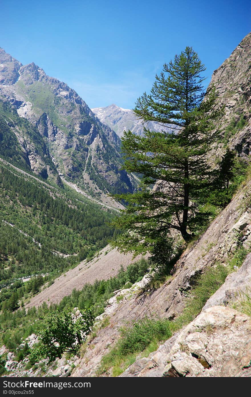 High mountain swiss valley landscape with single evergreen tree on a slope. High mountain swiss valley landscape with single evergreen tree on a slope