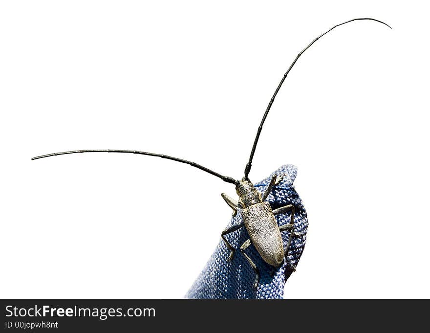 Capricorn beetle