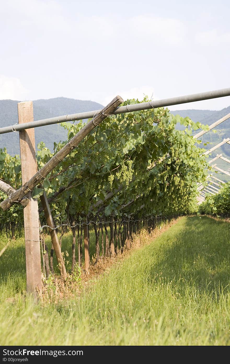 Grape Fields In Italy