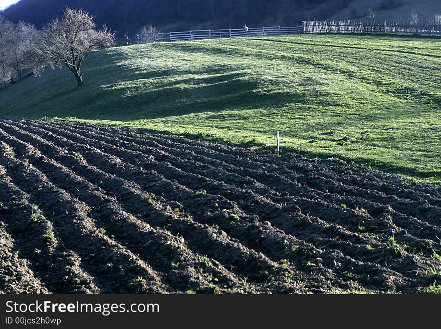 Field of potatoes