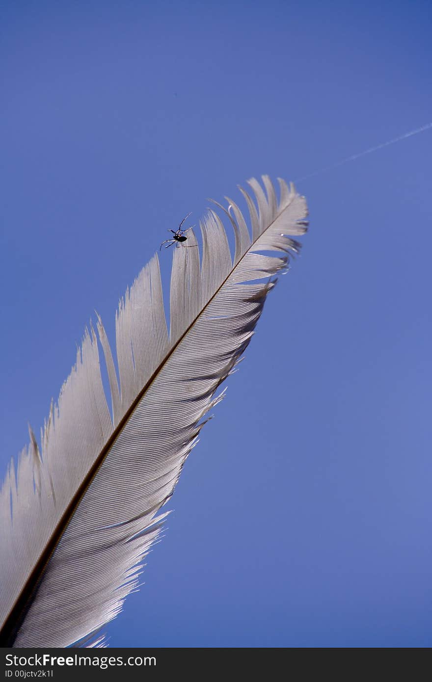 Spider On A Feather